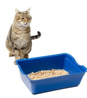 When my cats started pooping out of their litter box it was for one or more of these reasons: Peeing Outside The Litter Box | Two Crazy Cat Ladies