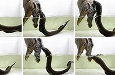 eel eels leap unload zaps biologist subjects