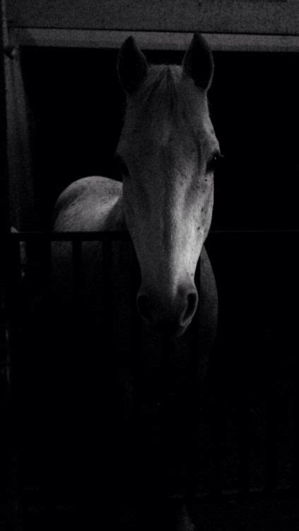 Baby horses cute horses pretty horses horse love horse photos horse pictures animal pictures beautiful creatures animals beautiful. Horse barns at night are one of the most peaceful places ...