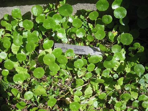 Dollar weed grows in warm temperate regions and its native habitats are north america and some. Foraging Texas: Dollarweed