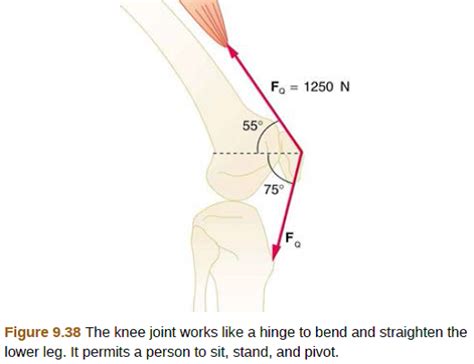 Created and produced by qa international. Upper Leg Muscles And Tendons - Concept Or Conceptual 3d ...