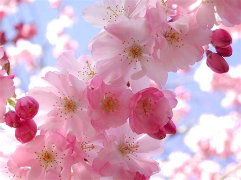 Check spelling or type a new query. Pretty Pink Backgrounds - Wallpaper Cave