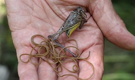 Horsehair yarn and woven fabric. Horsehair worm: The parasitic worm that infects crickets ...