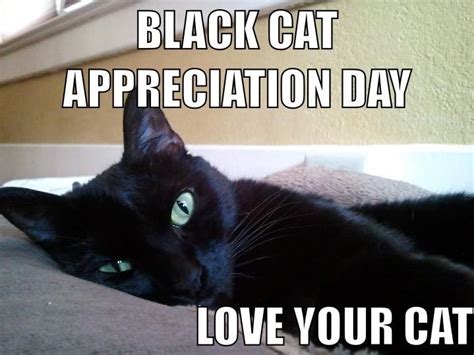 The aspca in manhattan is celebrating the. HAPPY NATIONAL BLACK CAT DAY from my goofy little Seamus ...