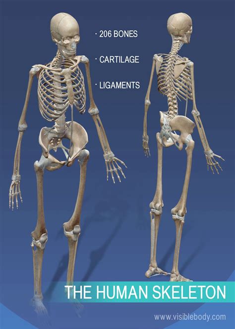 Overview of Skeleton | Learn Skeleton Anatomy | Skeleton ...