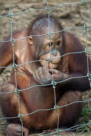 Direct observation of orang utans in their natural environment. Bukit Merah Orang Utan Island Foundation (Semanggol ...