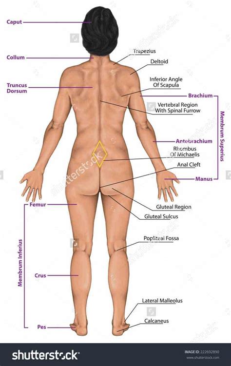 The internal parts of female sexual anatomy (or what's typically referred to as female) include: Female Human Body Structure Anatomy | MedicineBTG.com