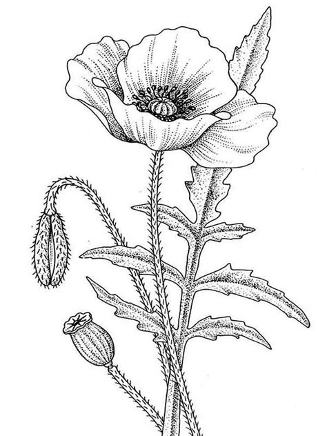 Poppies Coloring Pages - Best Coloring Pages For Kids
