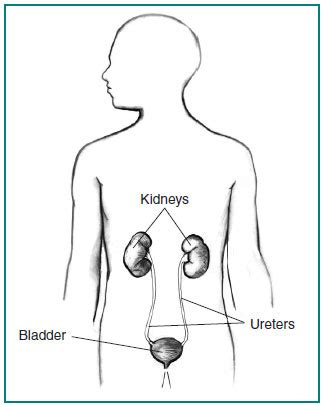 The thoracic cage, commonly called the rib cage, provides protection for the 2 lungs, heart, esophagus, diaphragm and liver. Ectopic Kidney | NIDDK