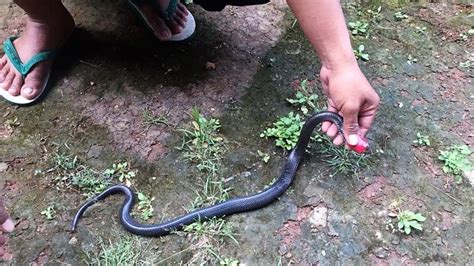 Mimpi dikejar ular berukuran besar menandakan anda akan mendapat gangguan kesehatan atau bisa jadi akan ada penyakit yang hendak menyerang anda. Gambar Ular Piton Hitam Putih