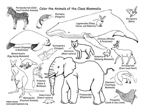 This animal hops along and can run very fast. Mammals Coloring Page (Classification) - Coloring Nature