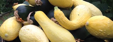 I had absolutely gorgeous zucchini plants. Squash & Zucchini - Adam's Garden of Eatin'