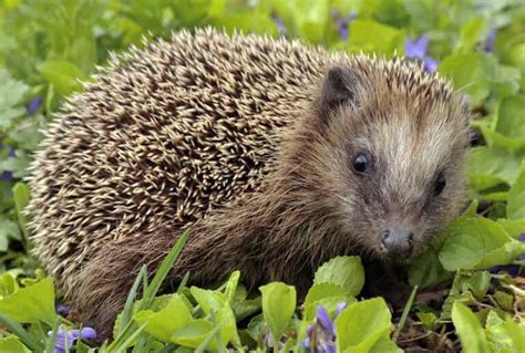 European Hedgehog - Profile | Facts | Traits | Size | Pet | Habitat ...