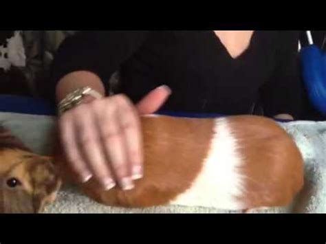 Watch out for this one! Kat's Head Butting Guinea Pig - YouTube
