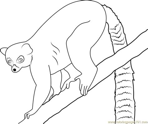 All ring tailed lemur coloring page pages baby. Lemur Coloring Page | Coloring pages, Lemur, Color