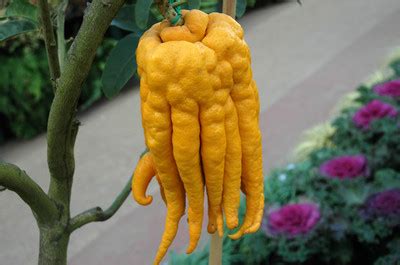 The rashes had affected his skin for years, so, almost in despair, he tried the fast, inspired by old customs of a full psychological and physical. 10 Strange & Unusual Fruits & Veggies | Veggie Gardener