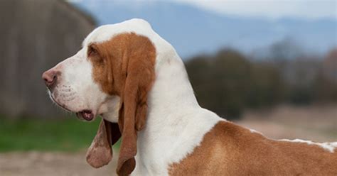 Aqui você encontra, em um único lugar, videoaulas didáticas e cheias de conteúdo sobre letras y signos, reglas de acentuación e. Sabujo Espanhol- Sabueso Español - Saúde Animal | Saúde Animal