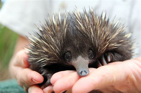 Hsv ii is the cause the herpes simplex viruses are latent, meaning they can live in the body without causing symptoms. How long do echidnas live