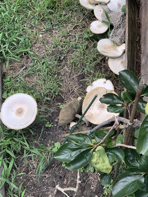 Maybe you would like to learn more about one of these? Are these edible? Found them in my garden : Mushrooms