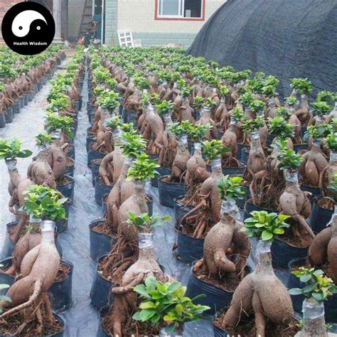 21 and in dendrobium 'white pancy lip' 22. Buy Ficus Microcarpa Tree Seeds 200pcs Plant Roots Ginseng ...