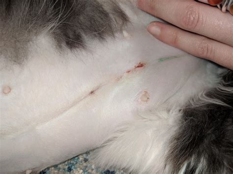 Removing these organs makes her unable to. My Cats Incisions From Being Spayed Are Very Slightly Opened