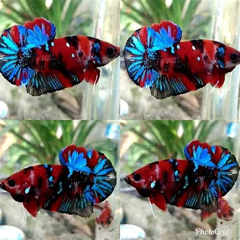 Male galaxy koi bettas are strikingly colored with patterns made of white, blue, red, black. Hmpk red koi galaxy | Betta aquarium, Tropical fish ...