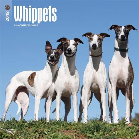 Language is dynamic and written language will never keep up with the evolutional speed of spoken language. Whippets | DogDays 2021 Calendar and Puzzle App for iPhone ...