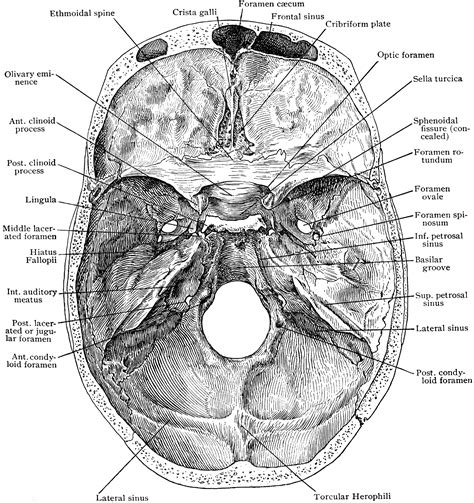 The neurocranium (cranial vault) and the viscerocranium (facial skeleton). Base of Skull from Above | ClipArt ETC