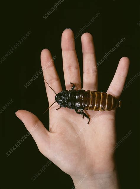 Madagascar hissing cockroaches can make fascinating exotic pets that actually like to be handled. Madagascan giant hissing cockroach - Stock Image - Z275 ...