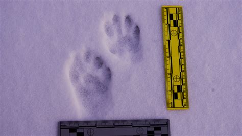 Fisher cats are found seldom here on the coast of maine because they are so. Winter Tracking Carnivores | VASSA Nature Report