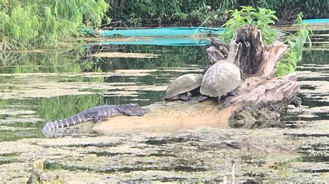 Choose from new lakeside homes or redesigned units with direct lake access to lady bird lake. Alligator spotted in Austin's Lady Bird Lake | khou.com