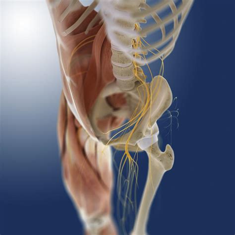 Check spelling or type a new query. Lower Body Anatomy, Artwork Photograph by Science Photo ...
