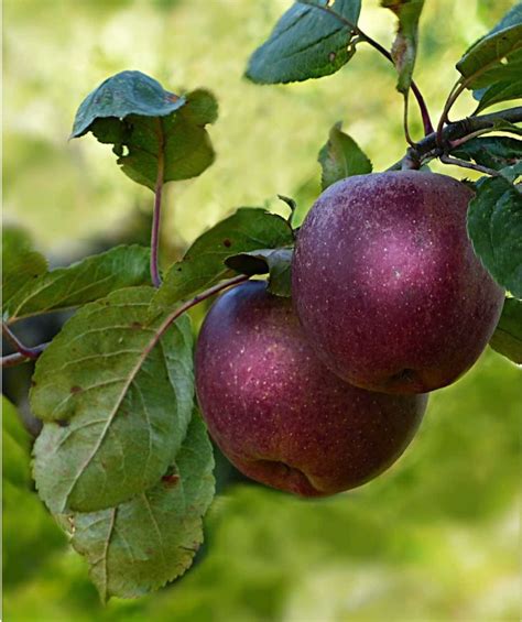 Arkansas black is an american apple variety that was discovered in 1870 in benton county, arkansas. Arkansas Black Apple - Bower & Branch