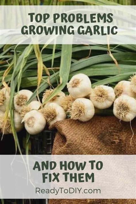 How are cacti adapted to the desert? Top Problems Growing Garlic and How to Fix It - Ready To DIY