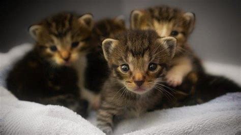 Mimpi mendengar katak bernyanyi : 5 Arti Mimpi Melihat Anak Kucing, Memperoleh Rejeki hingga ...