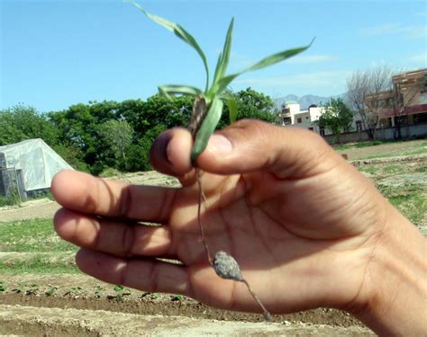 We did not find results for: Xtremehorticulture of the Desert: Nutgrass or Nutsedge ...
