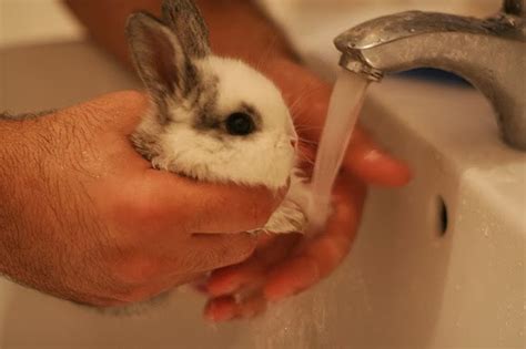 The dangers of giving a rabbit a bath. Tawşi'nin Dünyası: TAVŞAN YIKANIR MI