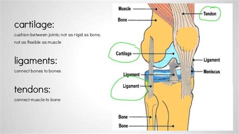 Overview of liver ligaments, including ligamentum teres, falciform ligament, coronary ligament and others. Image result for tendon cartilage ligament | Physiology ...