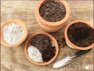 Most succulents are fine when grown in a cactus soil mix, though some will tolerate more water retention, and grow more prolifically cacti potting mix is a blend of peat moss and perlite. Best Succulent Soil? What Your Succulent Needs | The ...