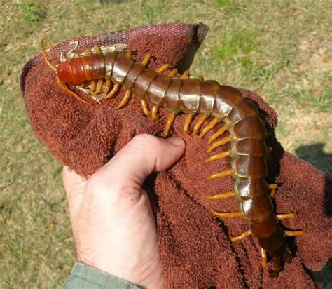 Unfortunately, bugs and other garden pests can totally mess up your marijuana harvest! Giant Centipede. wow! #exacticide #pest control ...