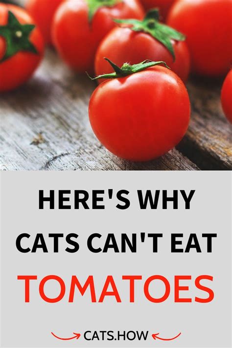 Actually, the reason tomato sauce is unsafe for cats has nothing to do with the tomatoes themselves; Can Cats Eat Tomatoes in 2020 | Tomato, Delicious ...