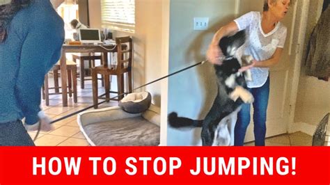 Get this free breed specific training course to have a happy & healthy dog at home. How To Stop My Dog From Jumping On Strangers - YouTube