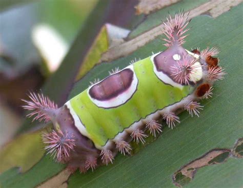 The insect rearing group and the development. Saddleback Caterpillars: Watch Out for that Sting