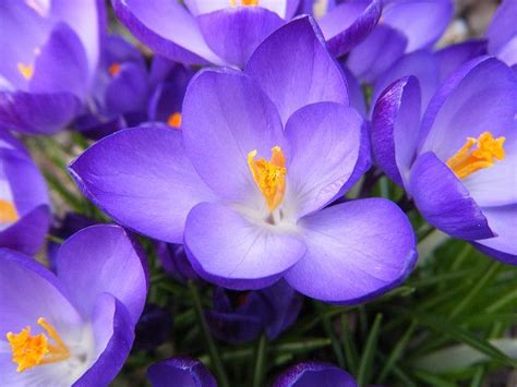 We did not find results for: Purple Crocus | Flowers photography, Crocus, Early spring ...