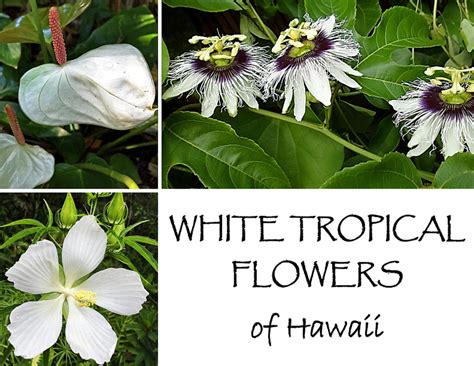 Whether or not you live in the tropics, give your garden a dose of jungle style with a flamboyant flowering vine. Fragrant Flowers of Hawaii | Owlcation