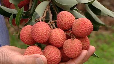 Download lychee tree images and photos. How to Grow Lychees - Plant Instructions