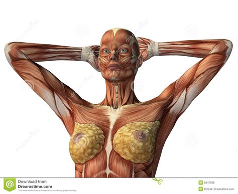May pose sets 1 and 2. Female Torso Showing Muscles Stock Illustration ...