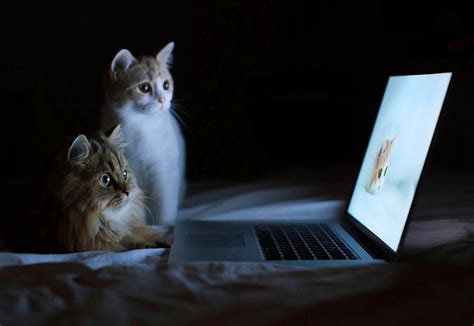 Maybe you would like to learn more about one of these? cat laptop Wallpapers HD / Desktop and Mobile Backgrounds