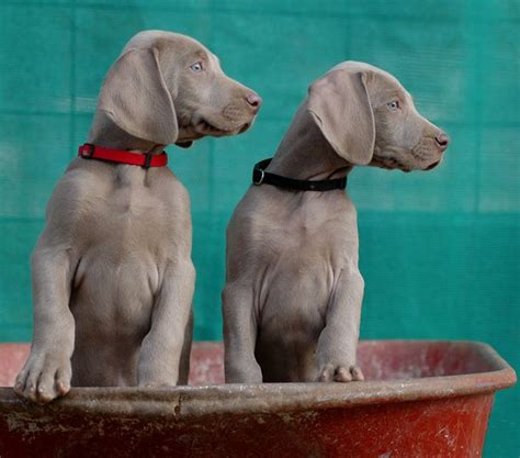****we have made our puppies affordable, not cheap****. PM weimeraners in mt | Weimaraner, Weimaraner puppies, Dog ...