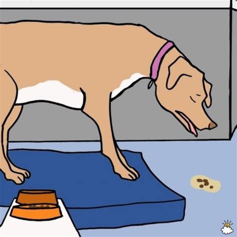 Insomma, se il tuo cane vomita il mangime intero, probabilmente si tratta di rigurgito. Motivi per cui il tuo cane vomita e quando devi chiamare ...